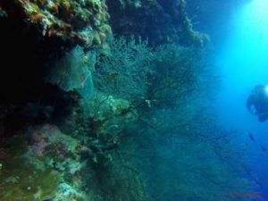 technical diving Balicasag dives sites, Bohol. Divers's Heaven