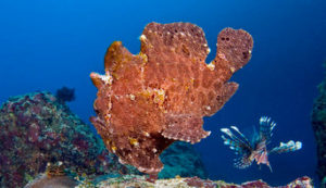 technical diving Panglao dives sites, Bohol. Giant Frogfish