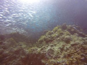 technical diving Panglao dives sites, Bohol. Sardines at Napaling