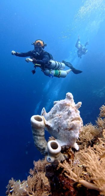 tech divers and frogfish